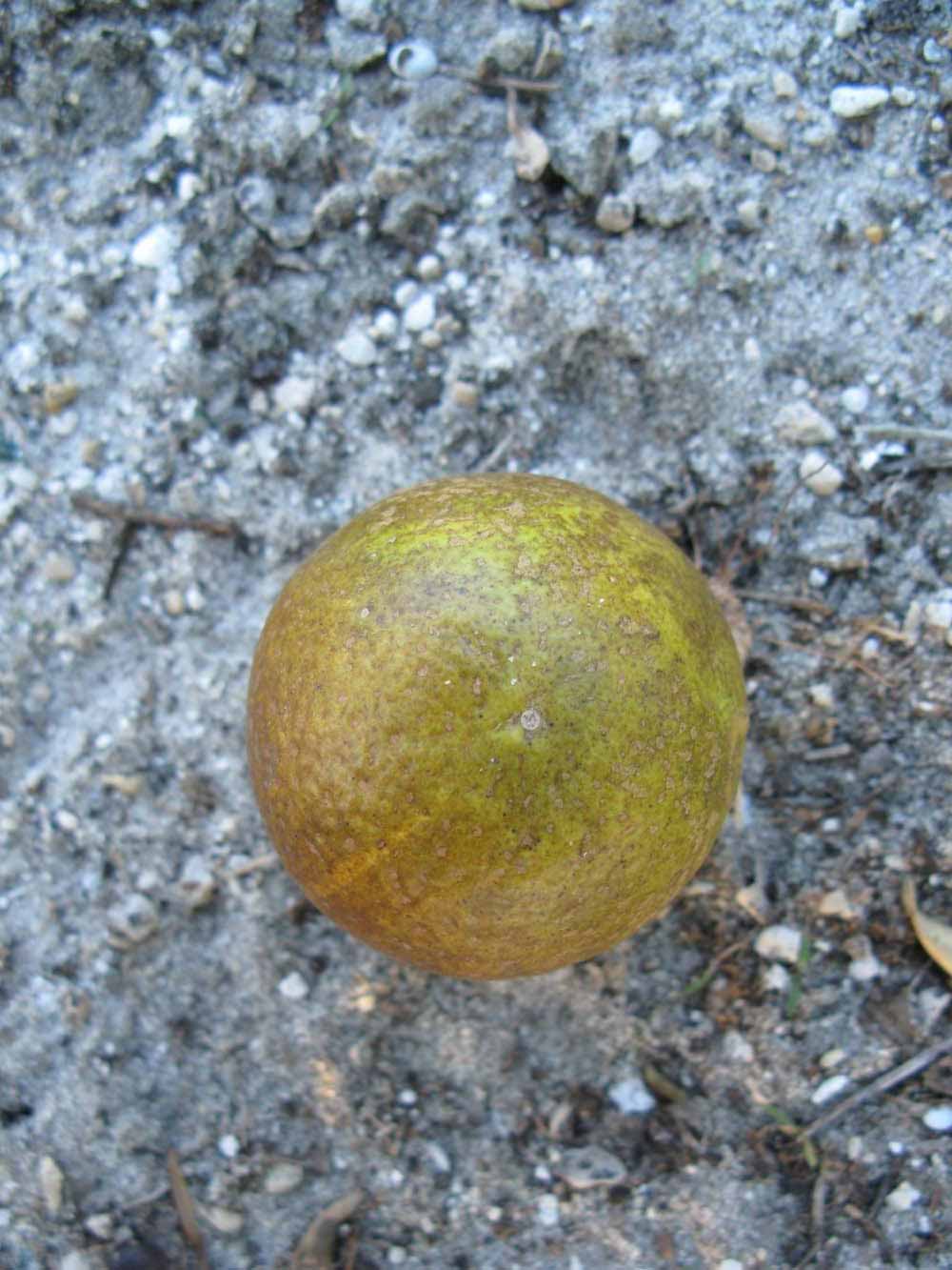            Fruit (Winter Haven, FL)   